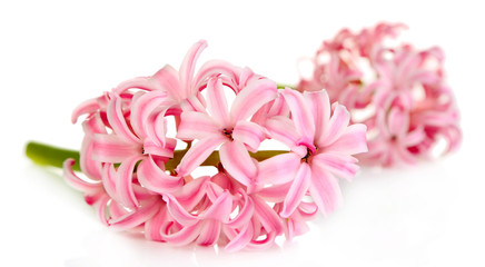 Pink hyacinth isolated on white