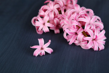 Pink hyacinth on wooden background