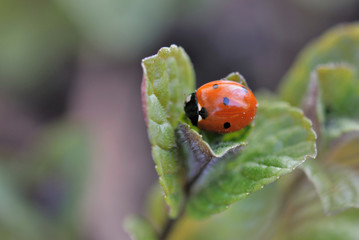 coccinelle sur feuille de menthe
