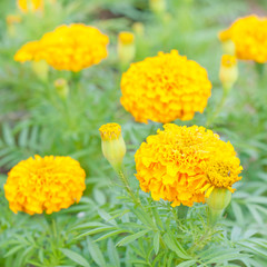 Marigolds (Tagetes erecta, Mexican marigold, Aztec marigold, Afr