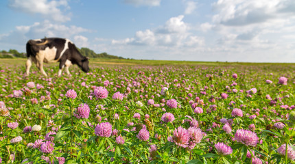 cow on pink clover flowers meadow - Powered by Adobe