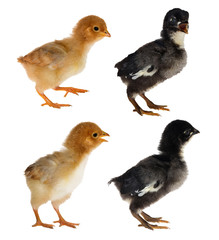 four small chickens isolated on white