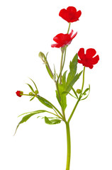 three red flowers on white