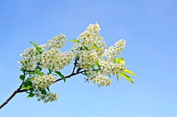 Bird cherry flowers
