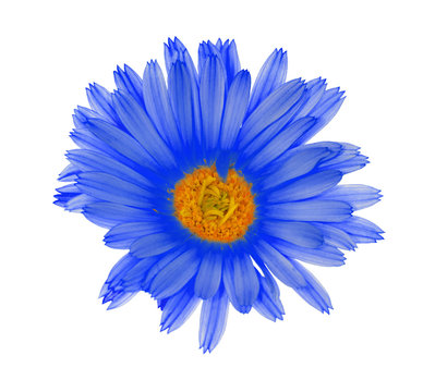 Fototapeta single light blue flower
