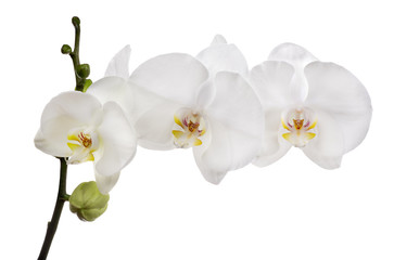 Fototapeta na wymiar large white isolated three orchid flowers on branch