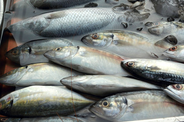 Fresh fish in the market.