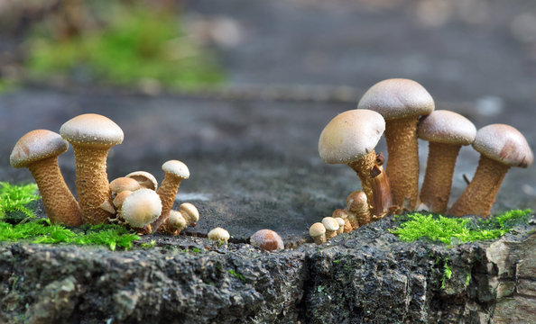 two groups of brown toadstools