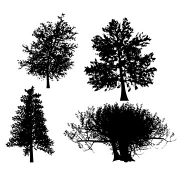 drawing of the tree vector llustration