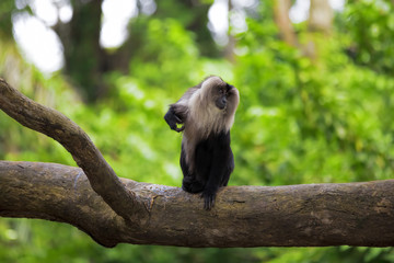 Lion-tailed Macaque