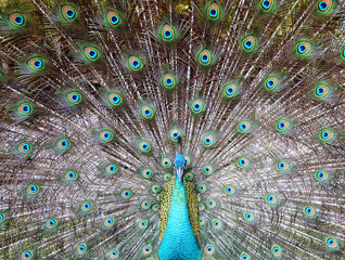 Fototapeta premium peacock