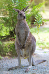 Naklejka na ściany i meble Wschodniej Grey Kangaroo