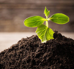 Young seedling growing in a soil on wooden background