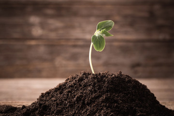 Young seedling growing in a soil on wooden background