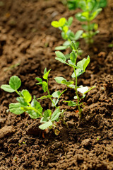 Pea plants