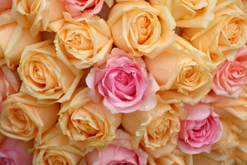 Beautiful yellow and pink roses background