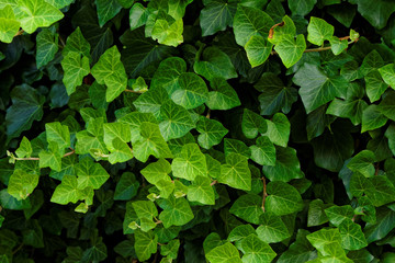 Grean leaves