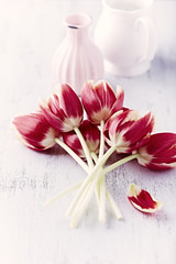 Obraz na płótnie Canvas Spring Tulips
