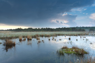 cloudy rainy sky reflected in swamp water