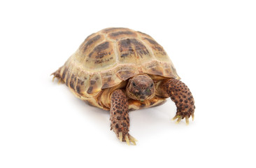 Russian Asian tortoise over white