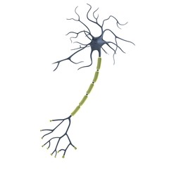 realistic 3d render of neuron