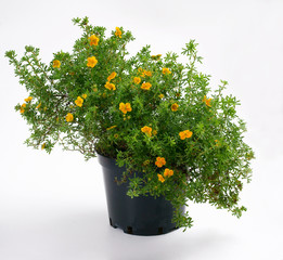 Potentilla fruticosa Hopley's Orange in a pot - cinquefoils