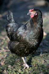 black hen