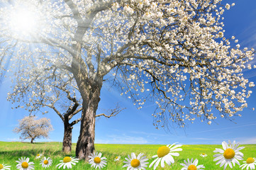 Naklejka premium Blooming cherry tree on meadow