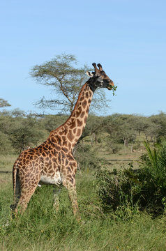 grande girafe