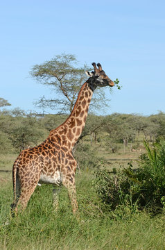 girafe mangeant