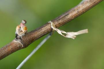 Vine clip on a branch