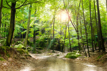 Waldlichtung © eyetronic