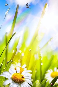 abstract sunny beautiful Spring  background