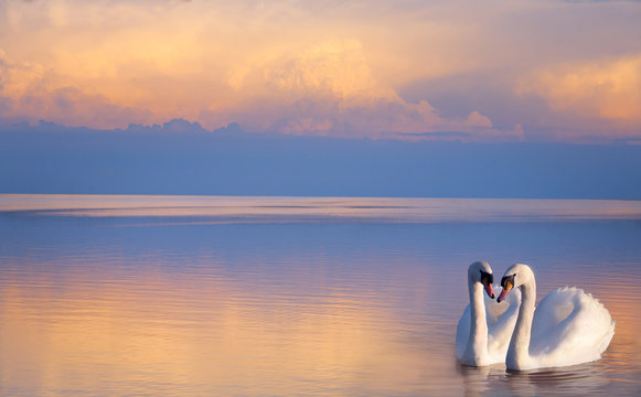 art  beautiful Two white swans on a lake