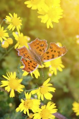 Butterfly on the flower