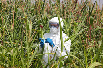 gmo - profesional in coveralls  examining corn cob on field