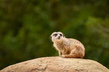 Suricate Meerkat - Suricata suricatta