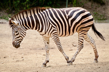 Fototapeta na wymiar Zebra - Equus quagga