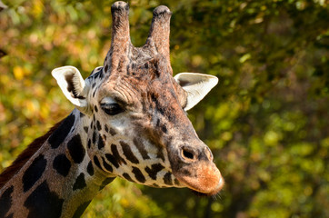 Giraffe - Giraffa camelopardalis