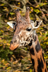 Giraffe - Giraffa camelopardalis