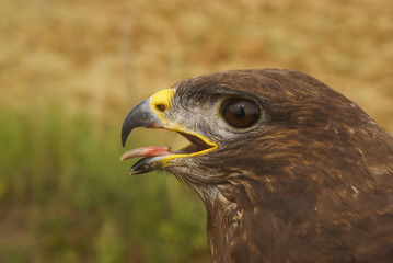 Ratonero común, Buteo buteo