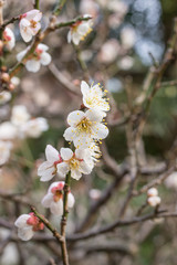 Obraz premium 梅の花