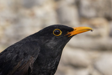 Mirlo, Turdus merula