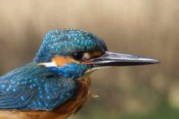 Martín pescador, Alcedo atthis