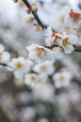 梅の花