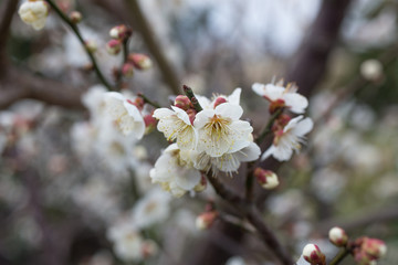梅の花