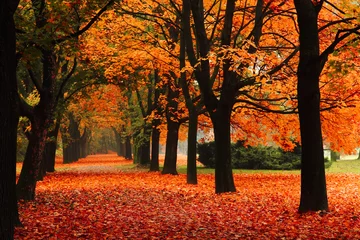 Deurstickers Warm oranje rode herfst in het park