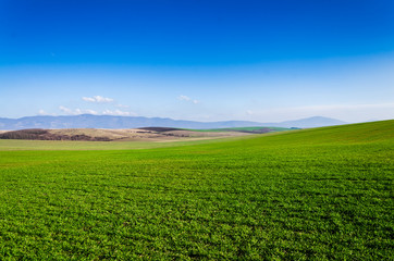 Fototapeta premium green field and blue sky
