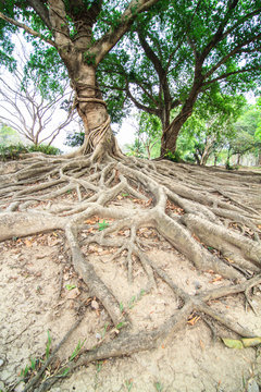 Roots of the banyan tree
