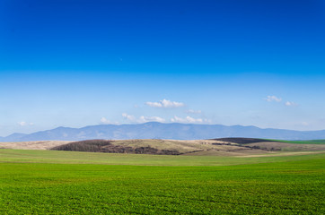 green field and blue sky